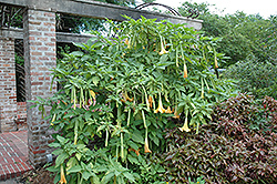 Golden Angel's Trumpet (Brugmansia aurea) at Lakeshore Garden Centres