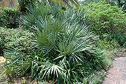 Saw Palmetto (Serenoa repens) at Lakeshore Garden Centres