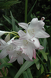 St. Christopher Lily (Crinum jagus) at Lakeshore Garden Centres