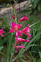 Byzantine Gladiola (Gladiolus communis 'Byzantinus') at Lakeshore Garden Centres