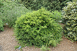 Mrs. Schiller's Delight Viburnum (Viburnum obovatum 'Mrs. Schiller's Delight') at Lakeshore Garden Centres