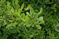 Mrs. Schiller's Delight Viburnum (Viburnum obovatum 'Mrs. Schiller's Delight') at Lakeshore Garden Centres