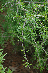 Weeping Texas Swamp Privet (Forestiera angustifolia 'Pendula') at Lakeshore Garden Centres