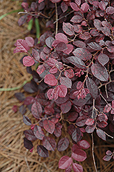 Purple Pixie Fringeflower (Loropetalum chinense 'Peack') at Lakeshore Garden Centres
