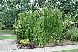 Cascade Falls Weeping Baldcypress (Taxodium distichum 'Cascade Falls') at Lakeshore Garden Centres