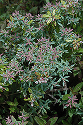 Rosa's Blush Blueberry (Vaccinium darrowii 'Rosa's Blush') at Lakeshore Garden Centres