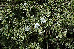 Variegated Kyoto Serissa (Serissa japonica 'Kyoto Variegata') at Lakeshore Garden Centres
