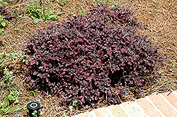 Bill Wallace Fringeflower (Loropetalum chinense 'Bill Wallace') at Lakeshore Garden Centres