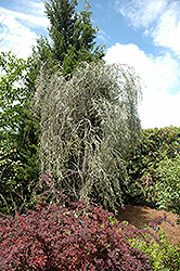 Weeping Myall (Acacia pendula) at Lakeshore Garden Centres