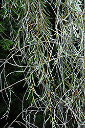 Weeping Myall (Acacia pendula) at Lakeshore Garden Centres