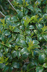Miss Patricia Holly (Ilex x latifolia 'Dapat') at Lakeshore Garden Centres