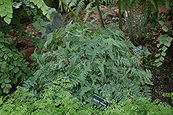 Rabbit's Foot Fern (Davallia fejeensis) at Lakeshore Garden Centres
