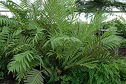 Oriental Fern (Blechnum orientale) at Lakeshore Garden Centres
