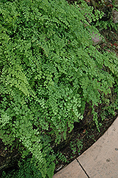 Philippine Maidenhair Fern (Adiantum philippense) at Lakeshore Garden Centres