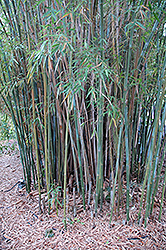 Graceful Bamboo (Bambusa textilis 'Gracilis') at Lakeshore Garden Centres