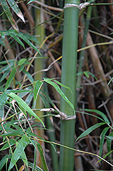 Buddha's Belly Bamboo (Bambusa ventricosa) at Lakeshore Garden Centres