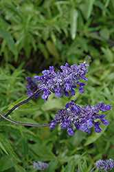 Otahal Salvia (Salvia 'Otahal') at Lakeshore Garden Centres