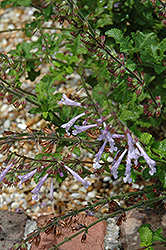 Coastal Blue Sage (Salvia scabra) at Lakeshore Garden Centres