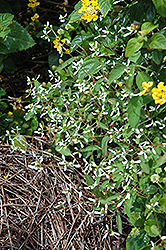 Cool Breeze Euphorbia (Euphorbia 'Balbrewite') at Lakeshore Garden Centres