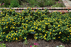 Little Lucky Pot Of Gold Lantana (Lantana camara 'Little Lucky Pot Of Gold') at Lakeshore Garden Centres