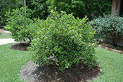 Meyer Dwarf Lemon (Citrus x meyeri 'Meyer Dwarf') at Lakeshore Garden Centres