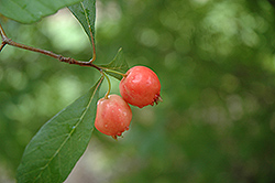 Mayhaw (Crataegus opaca) at Lakeshore Garden Centres