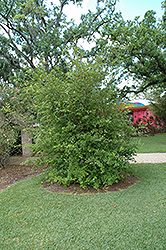 Mayhaw (Crataegus opaca) at Lakeshore Garden Centres