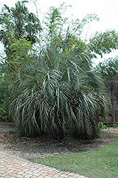 Jelly Palm (Butia capitata) at Lakeshore Garden Centres