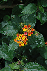 Ham And Eggs Lantana (Lantana camara 'Ham And Eggs') at Lakeshore Garden Centres