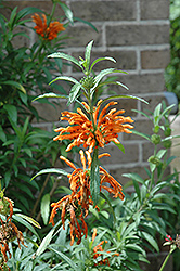 Lion's Tail (Leonotis leonurus) at Lakeshore Garden Centres