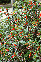 Firecracker Plant (Cuphea ignea) at Lakeshore Garden Centres