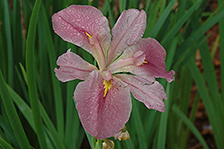 Aunt Shirley Iris (Iris 'Aunt Shirley') at Lakeshore Garden Centres