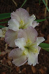 Sally's Smile Iris (Iris 'Sally's Smile') at Lakeshore Garden Centres