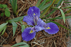 Lake Sylvia Iris (Iris 'Lake Sylvia') at Lakeshore Garden Centres