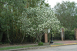 White Oleander (Nerium oleander 'Alba') at Lakeshore Garden Centres