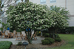 Japanese Privet (Ligustrum japonicum) at Lakeshore Garden Centres