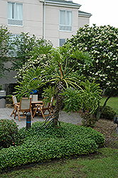 Tree Philodendron (Philodendron bipinnatifidum) at Lakeshore Garden Centres