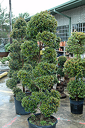 Brush Cherry (Eugenia myrtifolia) at Lakeshore Garden Centres