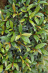 Brush Cherry (Eugenia myrtifolia) at Lakeshore Garden Centres