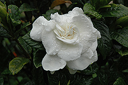 Everblooming Gardenia (Gardenia jasminoides 'Veitchii') at Lakeshore Garden Centres