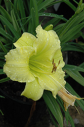 Miss June Daylily (Hemerocallis 'Miss June') at Lakeshore Garden Centres