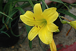 Yangtze Daylily (Hemerocallis 'Yangtze') at Lakeshore Garden Centres