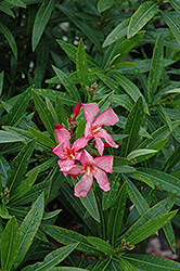 Turner's Trey Boy Oleander (Nerium oleander 'Turner's 7-678') at Lakeshore Garden Centres