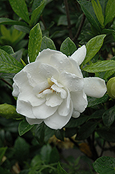 August Beauty Gardenia (Gardenia jasminoides 'August Beauty') at Lakeshore Garden Centres