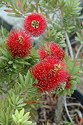 Splendens Crimson Bottlebrush (Callistemon citrinus 'Splendens') at Lakeshore Garden Centres