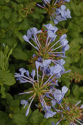 Blue Cape Plumbago (Plumbago auriculata 'Blue Cape') at Lakeshore Garden Centres