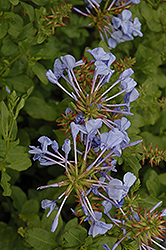 Blue Cape Plumbago (Plumbago auriculata 'Blue Cape') at A Very Successful Garden Center