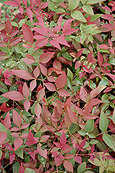 Flirt Nandina (Nandina domestica 'Murasaki') at Lakeshore Garden Centres