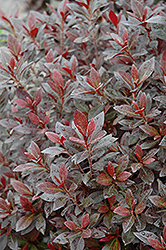 Crimson Princess Azalea (Rhododendron 'Crimson Princess') at Lakeshore Garden Centres