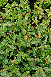 Asian Jasmine (Trachelospermum asiaticum) at Lakeshore Garden Centres